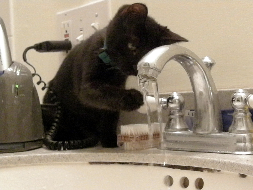 Czrny kot pije wodę z kranu.