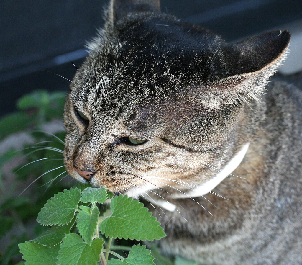 Kot wącha rośliny.