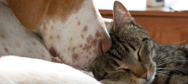 Kot i pies podczas wspólnego snu.