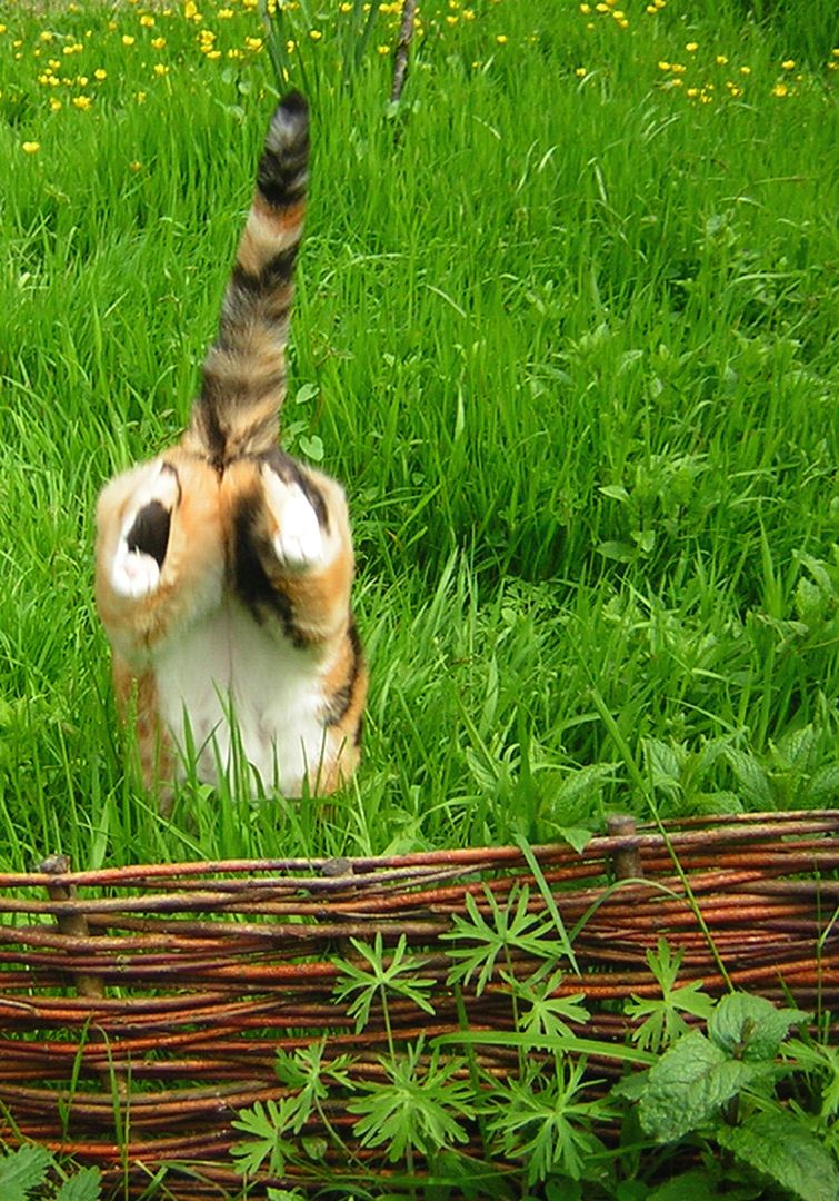 Polujący kot w trawie, z uniesionym ogonem do góry.