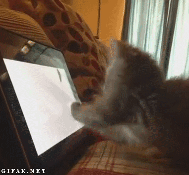 Kot próbuje złapać mysz na ekranie komputera.