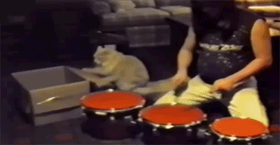 Koty lubią muzykę.