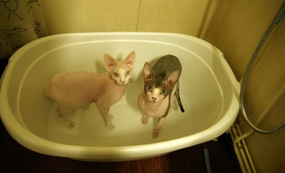 Koty w wannie.
