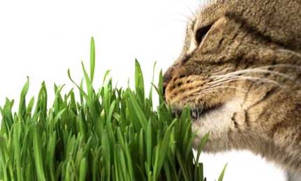 Kot je trawę. To jeden ze sposobów na efekty uboczne linienia kota.