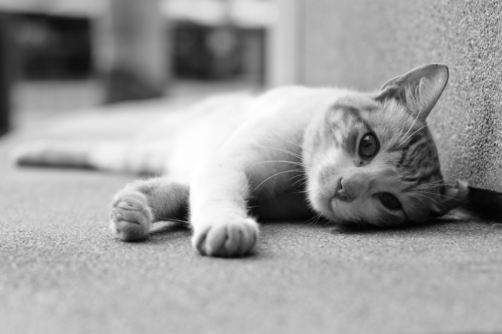 Kot leży na dywanie i zostawia sierść