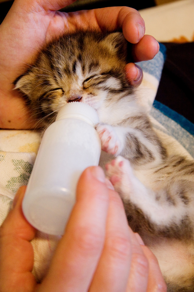 Mały kotek pije mleko z butelki.