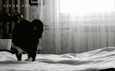Kot skacze po łóżku. Rządzi!