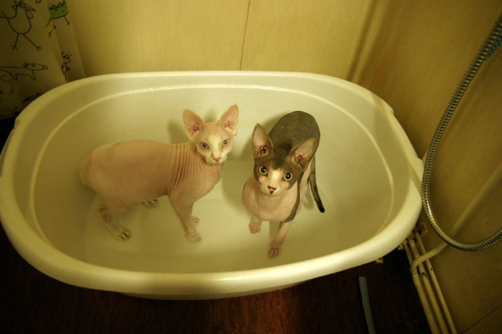 Koty syjamskie w wannie. Właściciele tej rasy nie wiedzą co to linienie kota.