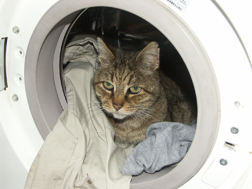 Kot w pralce
